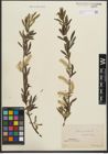 Foto von Salix purpurea L.